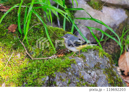 苔むした小川で餌を探す綺麗なキセキレイ（セキレイ科）東京都八王子市、八王子城跡 2024年5月撮影 119692203