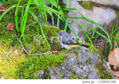 苔むした小川で餌を探す綺麗なキセキレイ（セキレイ科）東京都八王子市、八王子城跡 2024年5月撮影 119692206