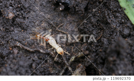 ヤマトシロアリに噛みつくキイロシリアゲアリ 119692370