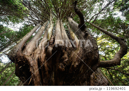 ヒバの巨樹　十二本ヤス　五所川原市　青森県 119692401