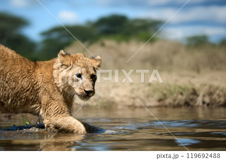 Young lion cub drink water Young lion cub drink water 119692488