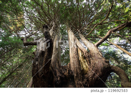 ヒバの奇木　十二本ヤス　五所川原市　青森県 119692583
