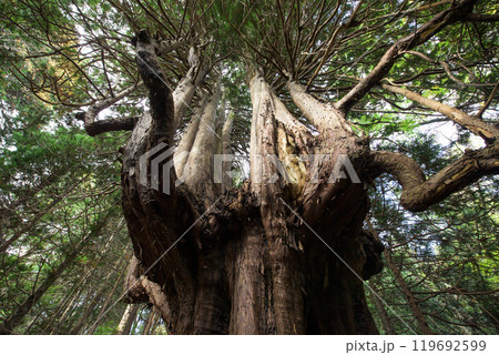 森の中の奇木　十二本ヤス　五所川原市　青森県 119692599