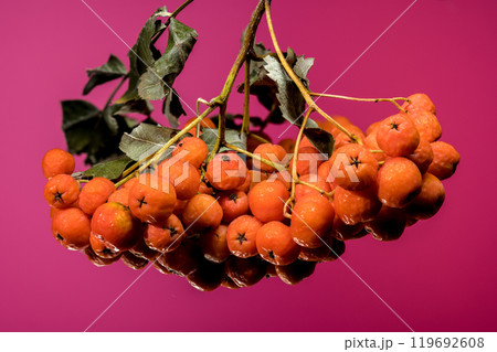 Orange Rowan berries on a solid-colored background 119692608