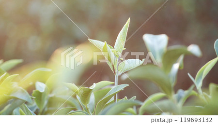 Green tea tree leaves camellia sinensis in organic farm sunlight. Fresh young tender bud herbal farm on summer morning. Sunlight Green tea tree plant. Close up Tree tea plant green nature in morning 119693132
