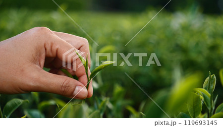 Woman Hand holding harvest plucking black green tea herbal agriculture. Woman work Black Tea farm harvest. hand plucking green tea tree picking bud young tender camellia sinensis leaves organic farm 119693145