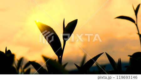 Green tea tree leaves field Fresh young tender bud herbal in farm on summer morning. Sunlight Green tea tree plant camellia sinensis in organic farm. Close up Tree tea plant green nature in morning Green tea tree leaves field Fresh young tender bud herbal in farm on summer morning. Sunlight Green tea tree plant camellia sinensis in organic farm. Close up Tree tea plant green nature in morning 119693146