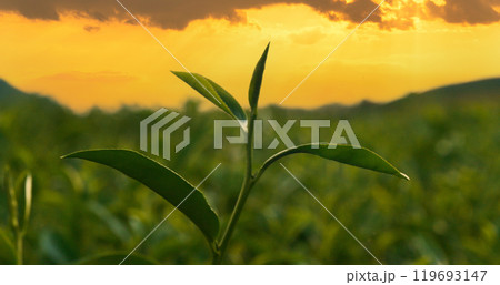 Green tea tree leaves field Fresh young tender bud herbal in farm on summer morning. Sunlight Green tea tree plant camellia sinensis in organic farm. Close up Tree tea plant green nature in morning Green tea tree leaves field Fresh young tender bud herbal in farm on summer morning. Sunlight Green tea tree plant camellia sinensis in organic farm. Close up Tree tea plant green nature in morning 119693147