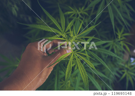 Green weed Marijuana hands picking bud tree cannabis plant narcotic herbal in CBC greenhouse. Hands with cannabis crude oil medicine farm. CBC, THC herb agriculture. Weed leaf Drug Medicine plant Green weed Marijuana hands picking bud tree cannabis plant narcotic herbal in CBC greenhouse. Hands with cannabis crude oil medicine farm. CBC, THC herb agriculture. Weed leaf Drug Medicine plant 119693148