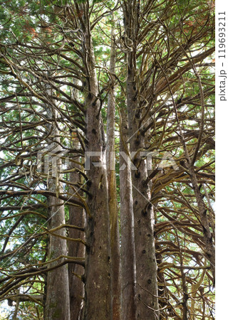 ヒバの巨樹　「十二本ヤス」　五所川原市　青森県 119693211