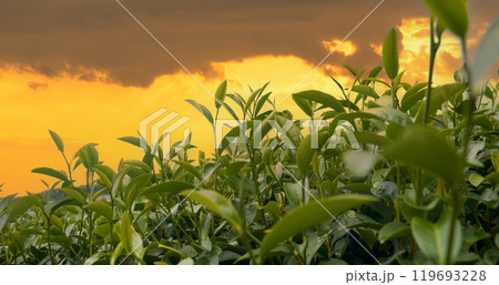 Green tea tree leaves field Fresh young tender bud herbal in farm on summer morning. Sunlight Green tea tree plant camellia sinensis in organic farm. Close up Tree tea plant green nature in morning Green tea tree leaves field Fresh young tender bud herbal in farm on summer morning. Sunlight Green tea tree plant camellia sinensis in organic farm. Close up Tree tea plant green nature in morning 119693228