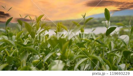 Green tea tree leaves camellia sinensis in organic farm sunlight. Fresh young tender bud herbal farm on summer morning. Sunlight Green tea tree plant. Close up Tree tea plant green nature in morning 119693229