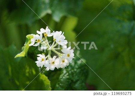 サンカヨウ サンカヨウ 119693275