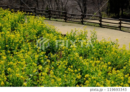 菜の花咲く散歩道 【相模原市津久井 3月】 菜の花咲く散歩道 【相模原市津久井 3月】 119693343
