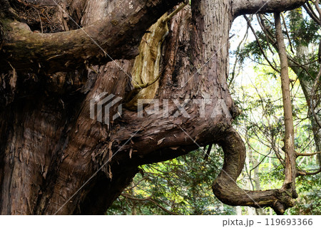 ヒバの巨樹 「十二本ヤス」 五所川原市 青森県 ヒバの巨樹 「十二本ヤス」 五所川原市 青森県 119693366