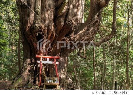 ヒバの奇木　「十二本ヤス」　五所川原市　青森県 119693453