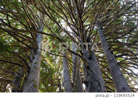 奇木「十二本ヤス」上部の枝ぶり　ヒノキアスナロ　五所川原市　青森県 119693524