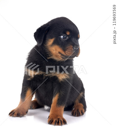 puppy rottweiler in studio puppy rottweiler in studio 119693569