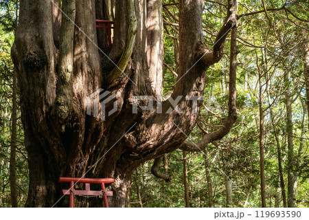 ヒバの奇木「十二本ヤス」　五所川原市　青森県 119693590