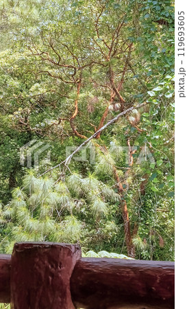 Forest in Kaliurang, Sleman, Special Region of Yogyakarta, Indonesia. Forest in Kaliurang, Sleman, Special Region of Yogyakarta, Indonesia. 119693605