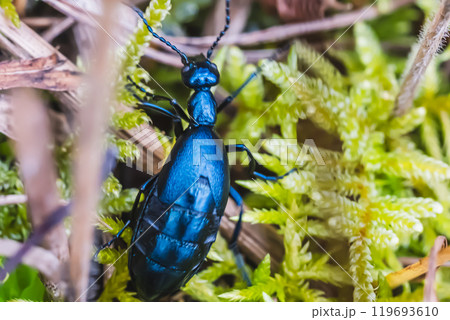 ツチハンミョウ 119693610