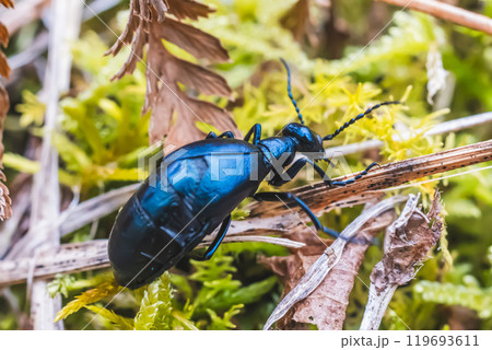 ツチハンミョウ 119693611