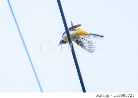 羽づくろいをする綺麗なキセキレイ(セキレイ科)東京都八王子市、八王子城跡 2024年5月撮影 羽づくろいをする綺麗なキセキレイ(セキレイ科)東京都八王子市、八王子城跡 2024年5月撮影 119693723