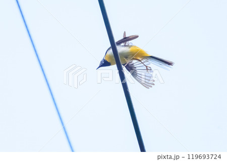 羽づくろいをする綺麗なキセキレイ(セキレイ科)東京都八王子市、八王子城跡 2024年5月撮影 羽づくろいをする綺麗なキセキレイ(セキレイ科)東京都八王子市、八王子城跡 2024年5月撮影 119693724