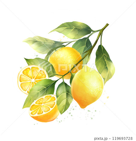 Lemons with leaves, isolated on white background. Hand drawn illustration in watercolor style. Lemons with leaves, isolated on white background. Hand drawn illustration in watercolor style. 119693728