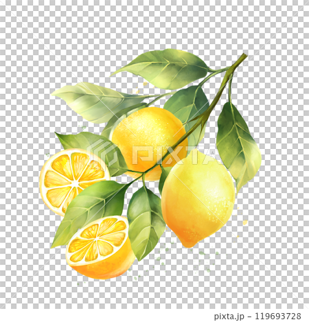 Lemons with leaves, isolated on white background. Hand drawn illustration in watercolor style. 119693728