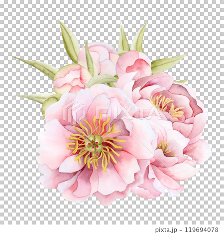 Peonies flowers in light pink watercolor illustration isolated on white background. Botanical garden roses plants for summer wedding design and Womens Day floral greeting cards. Hand drawn clipart 119694078
