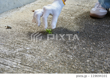 カマキリ　田舎　自然　動物　生き物 119694101