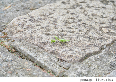 カマキリ　田舎　自然　動物　生き物 119694103