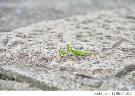 カマキリ　田舎　自然　動物　生き物 119694106
