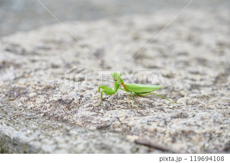 カマキリ　田舎　自然　動物　生き物 119694108