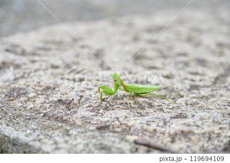 カマキリ　田舎　自然　動物　生き物 119694109