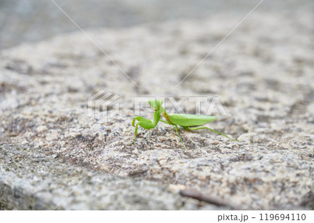 カマキリ　田舎　自然　動物　生き物 119694110