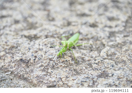 カマキリ　田舎　自然　動物　生き物 119694111