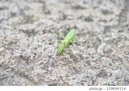 カマキリ　田舎　自然　動物　生き物 119694114