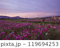 夕暮れコスモス 119694253
