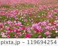 コスモス一杯 119694254