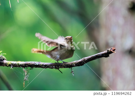 新緑の中、大きく美しい声でさえずる美しいオオルリ（ヒタキ科）の幼鳥 東京都あきる野市、日の出山登山道 119694262