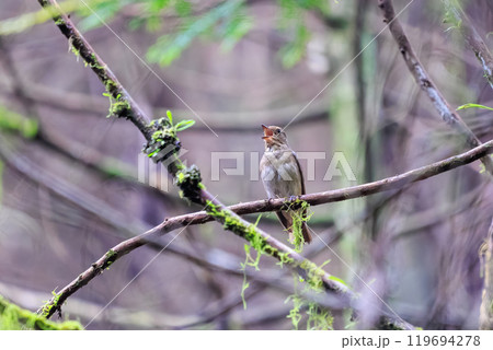 新緑の中、大きく美しい声でさえずる美しいオオルリ(ヒタキ科)の幼鳥 東京都あきる野市、日の出山登山道 新緑の中、大きく美しい声でさえずる美しいオオルリ(ヒタキ科)の幼鳥 東京都あきる野市、日の出山登山道 119694278