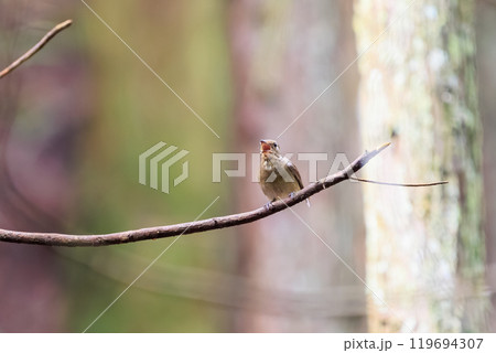 新緑の中、大きく美しい声でさえずる美しいオオルリ（ヒタキ科）の幼鳥 東京都あきる野市、日の出山登山道 119694307