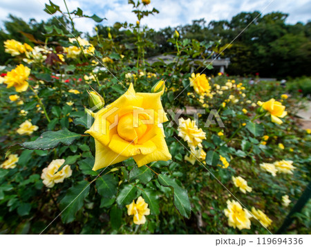 カラフルに美しく咲いた満開の秋バラ 119694336