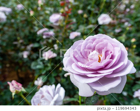 カラフルに美しく咲いた満開の秋バラ カラフルに美しく咲いた満開の秋バラ 119694343