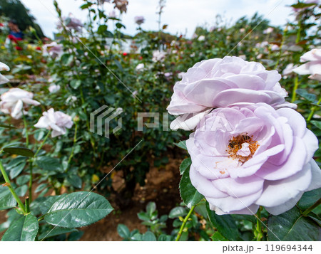 カラフルに美しく咲いた満開の秋バラ 119694344