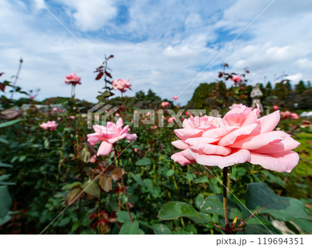 カラフルに美しく咲いた満開の秋バラ 119694351