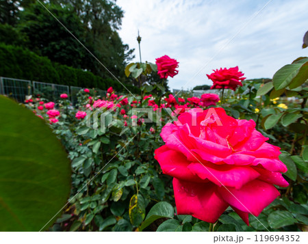 カラフルに美しく咲いた満開の秋バラ カラフルに美しく咲いた満開の秋バラ 119694352