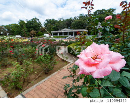 カラフルに美しく咲いた満開の秋バラ 119694353
